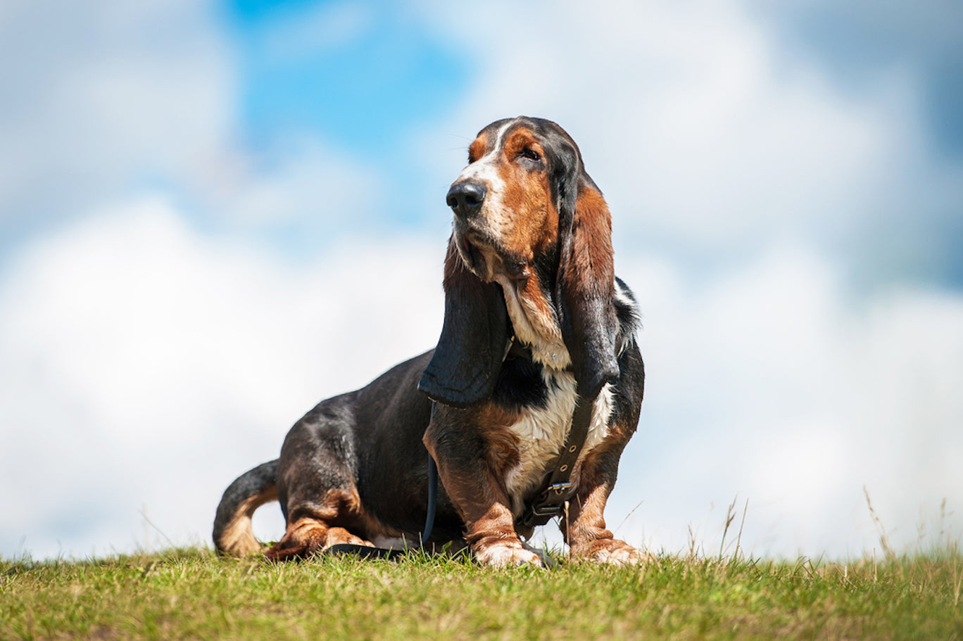 Basset Hound: Pet Profile (Breed Overview)