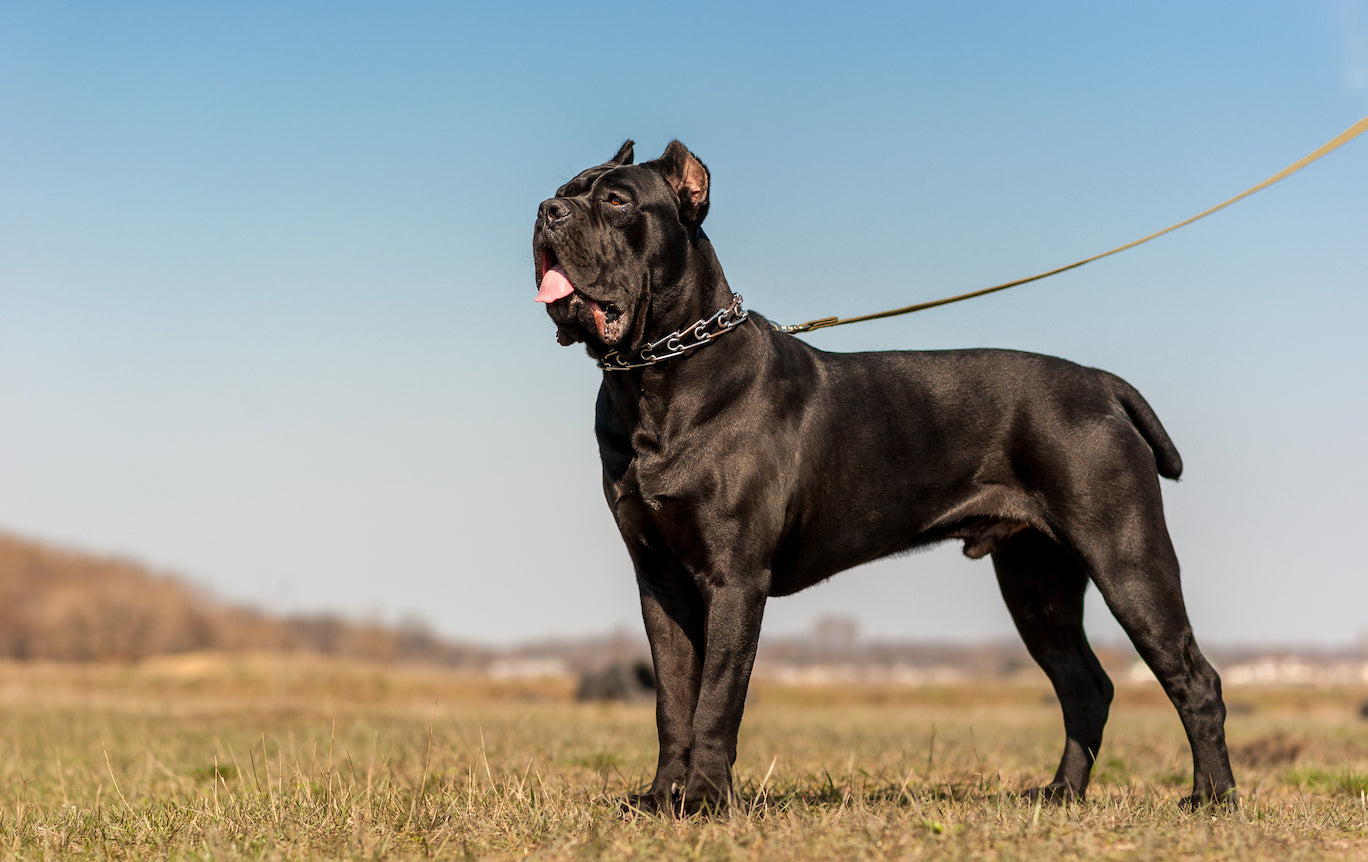 what is another name for a cane corso? 2