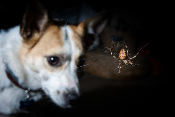 Dog looking at spider on a spider web