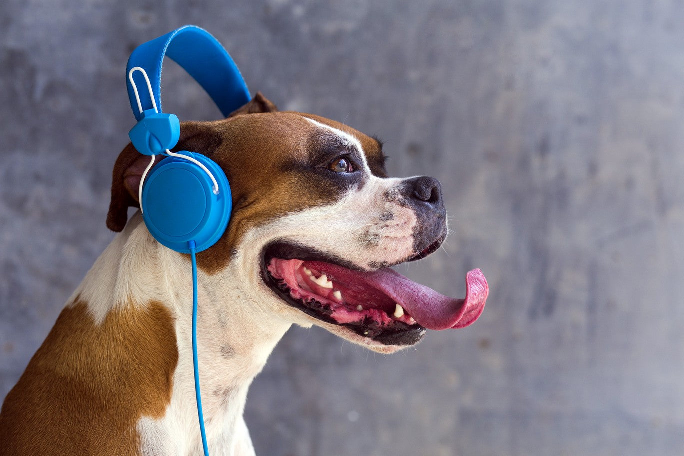 Does Dog Anxiety Music Work for Calming Dogs? – Bobby Bed