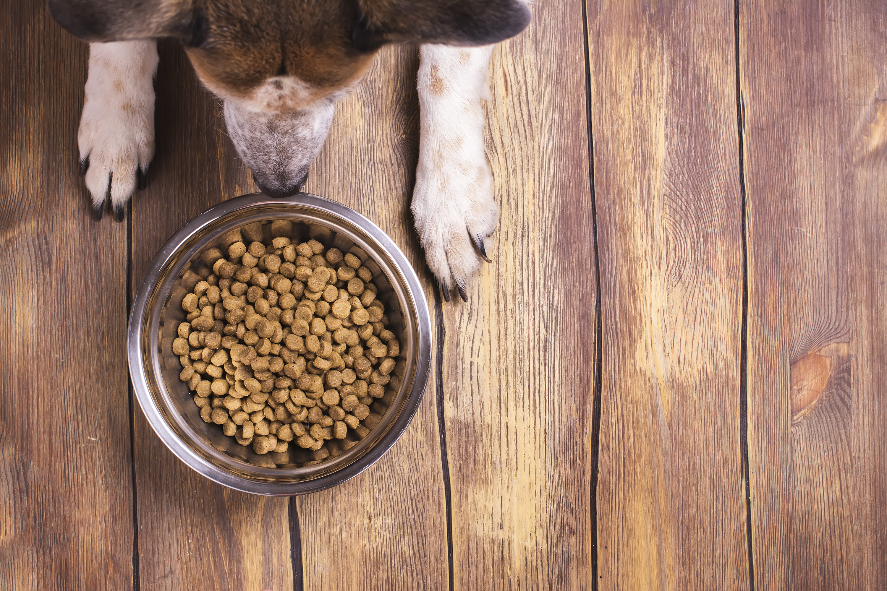 Is it bad to keep switching dog food hot sale