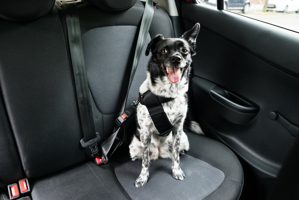 How to attach a dog harness to a seat belt