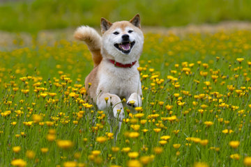 Picture of a Shiba Inu running through a flower field