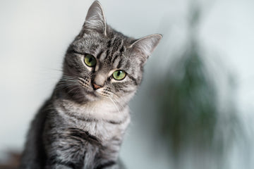 Gray American Shorthair looking directly into camera