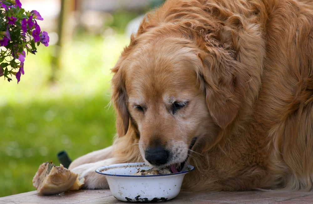 Guide to Choosing the Best Weight Management Dog Food