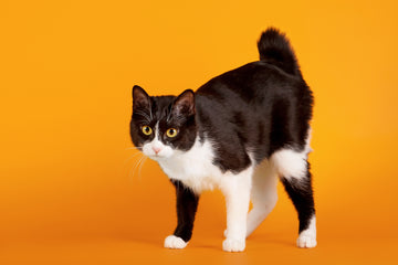 Japanese Bobtail cat standing against an orange background