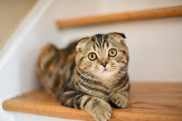 Scottish Fold cat loafing on a step of the stairs