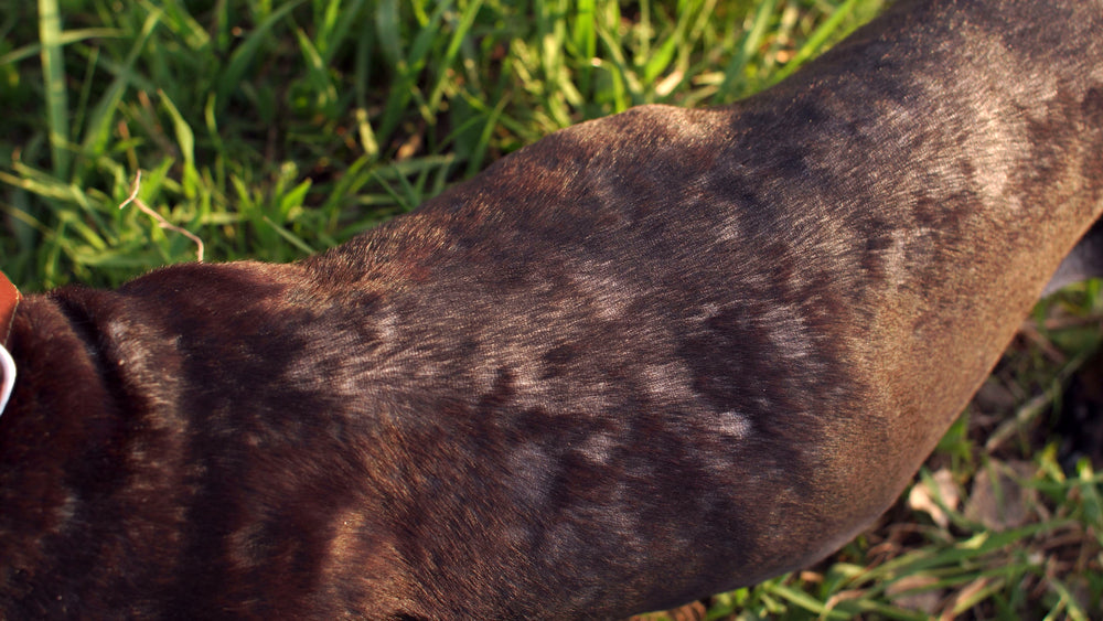 can dogs get ringworm from humans