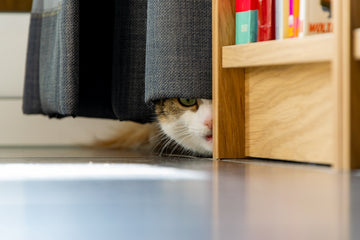 Traumatized cat hiding under curtain