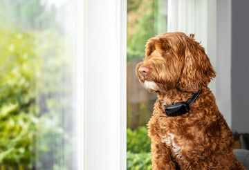 Dog with electronic collar on looking out of the window