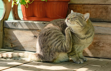 Cat outside scratching its chin