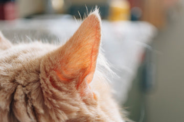 Cats ears