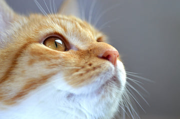 Kitten Eye Infection: Symptoms, Causes, & Treatment