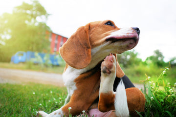 What Is The Best Itch Relief For Dogs?