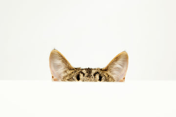 Photo of cat ears