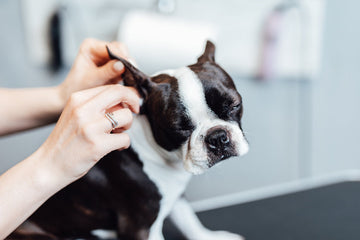 Woman placing cotton ball in dog’s ear 