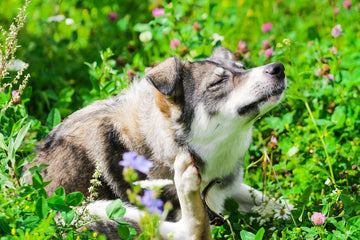 Dog Skin Allergies Symptoms & Treatments