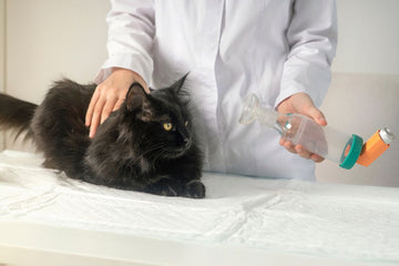 Image of veterinarian gently holding down a cat on the exam table as they prepare to administer an inhaler.