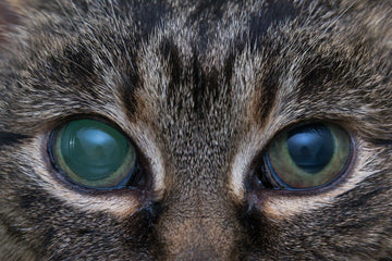 Cat with glaucoma in right eye