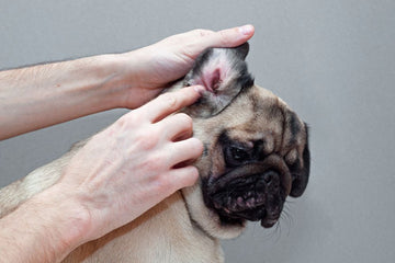 Vet examining dog ear for infection