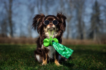 Dog carrying poop bags