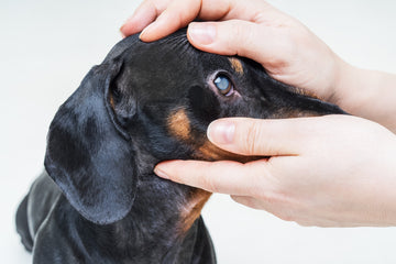 Person holding dog’s face to examine cloudy eyes