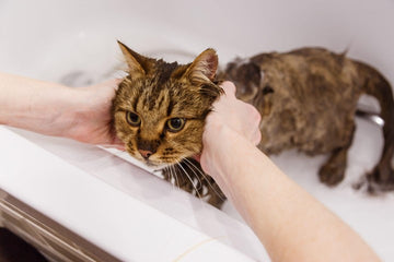 How To Bathe A Cat: Step-By-Step Guide