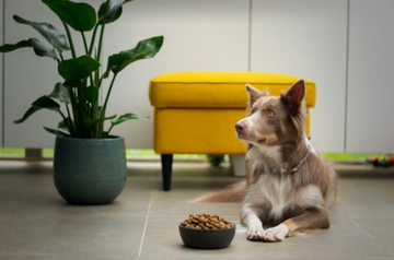 4 Best affordable vet care options [2025]