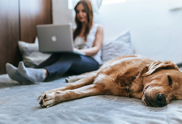 12+ Best televets for dogs