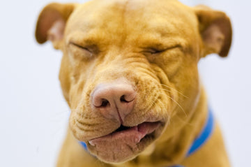 Closeup of dog sneezing