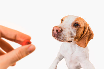 Antibiotics for dogs: The complete guide and 16+ types