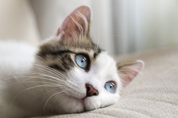 Cat with blue eyes staring at object
