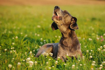 A howling dog in a grass field