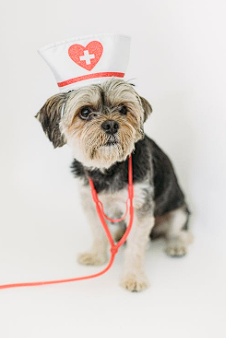 A seated black and brown Yorkshire terrier wears a veterinary hat and stethoscope.