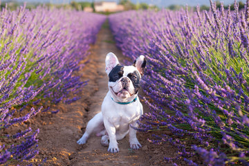 Is Lavender Safe For Dogs?