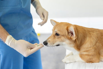 Vet giving dog Benadryl for allergies 