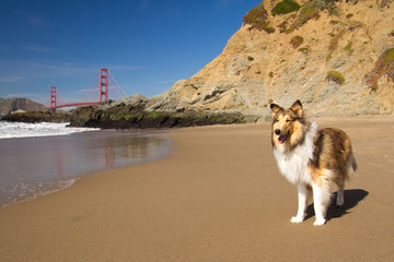 Happy dog on beach in front of Golden Gate Bridge in San Francisco, CA