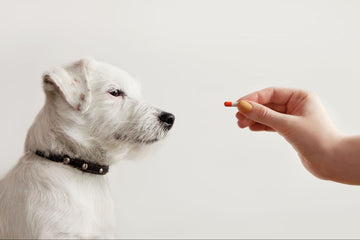 A dog looking at a pill
