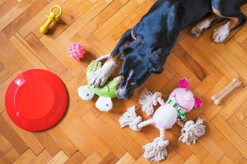 What Are The Best Toys For Dogs?