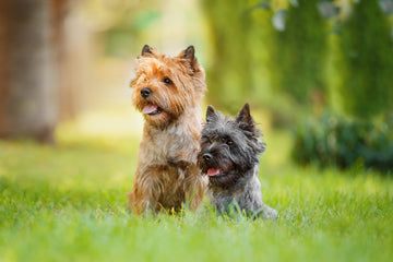 Two Cairn terriers sitting in the grass