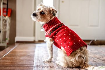 Do Dogs Need Sweaters in Winter?