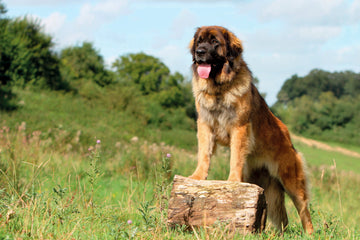 Leonberger with tongue out with front paws on a log in a field