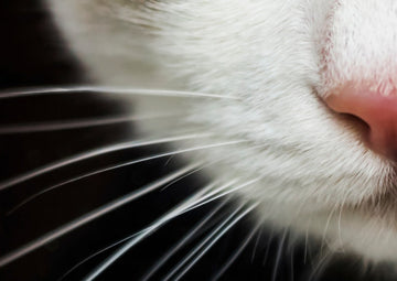 Close-up photo of a cat’s whiskers