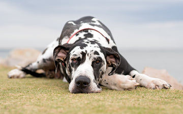 Great Dane laying on the grass