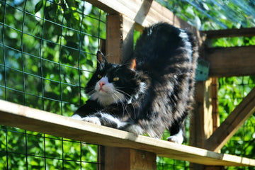 Outdoor Cat Enclosures: What Is A Catio?
