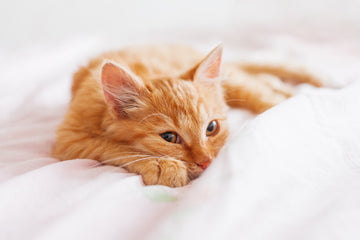 Orange cat laying in bed looking into camera