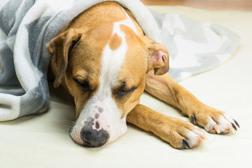 Sick dog covered in blanket