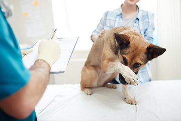 Dog with paw over nose showing fear of the vet