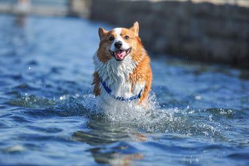 Happy dog making a splash in water