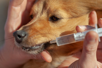 Close up of dog being fed liquid medication in a syringe 